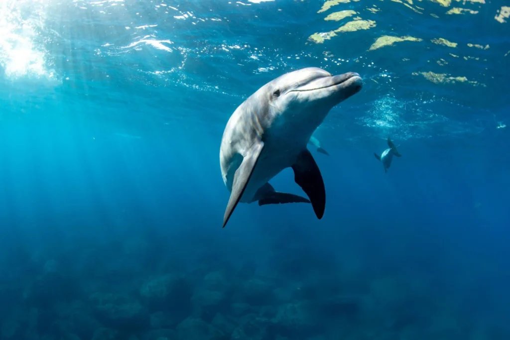 Animals and Wildlife