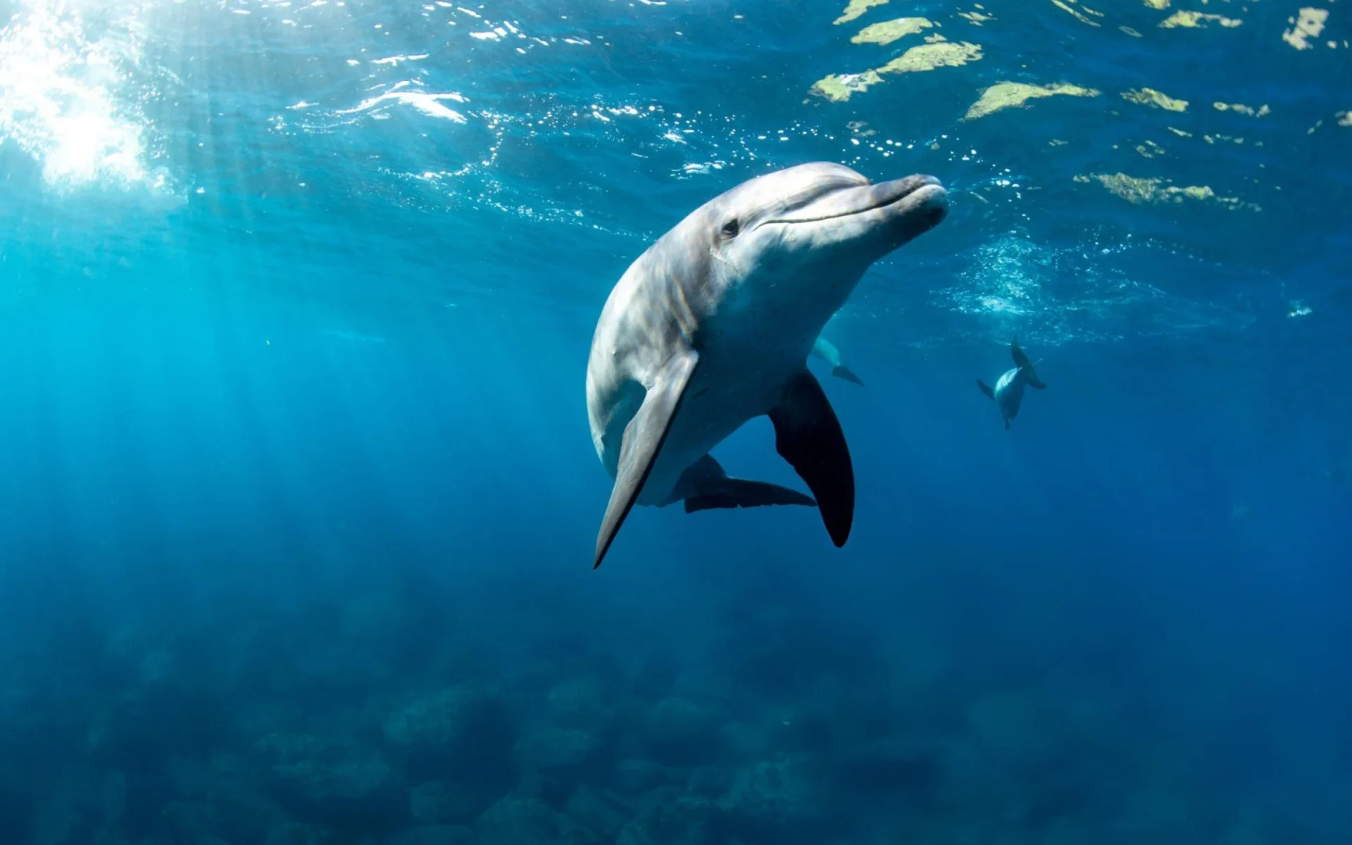 Animals and Wildlife